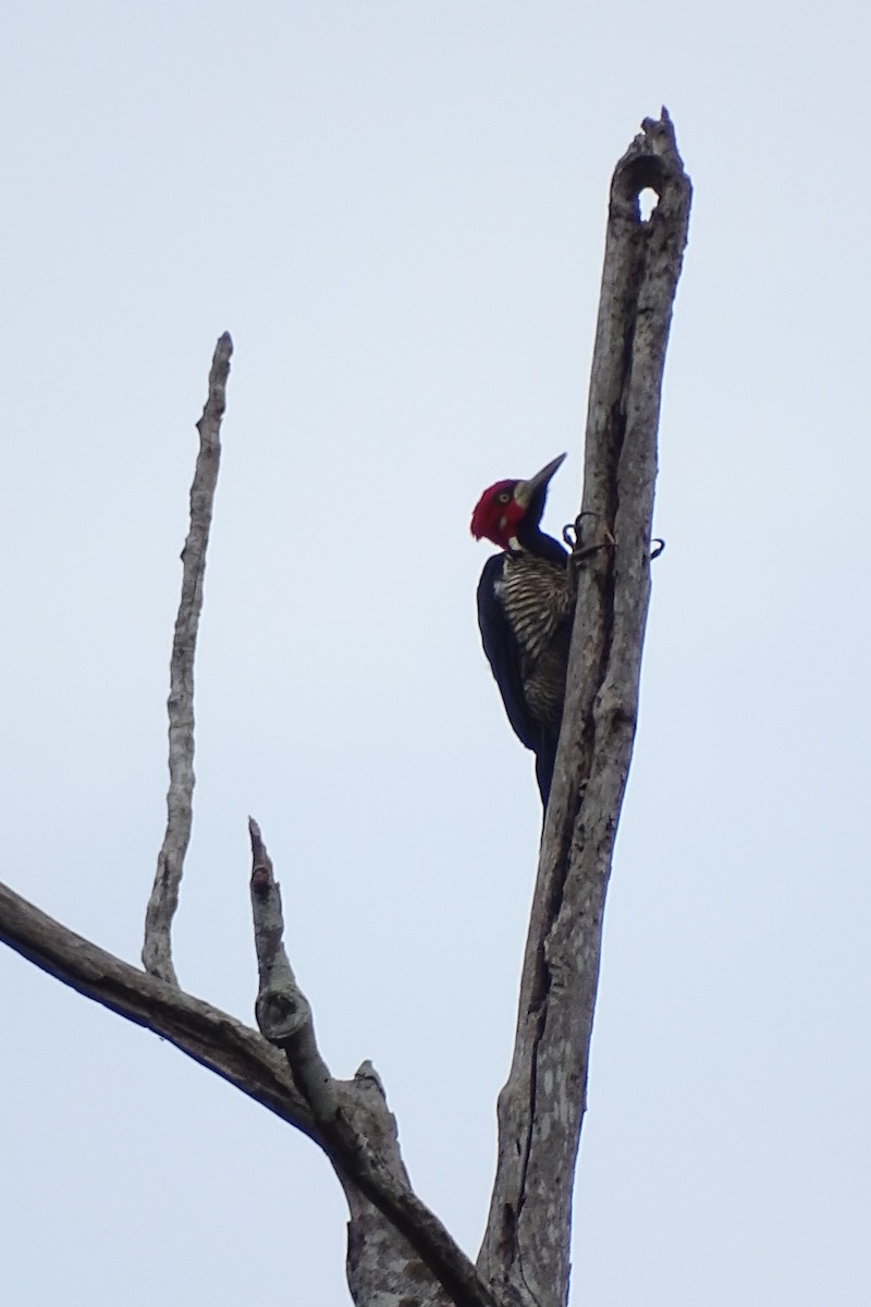 Crimson-crested Woodpecker - Mark Dorriesfield