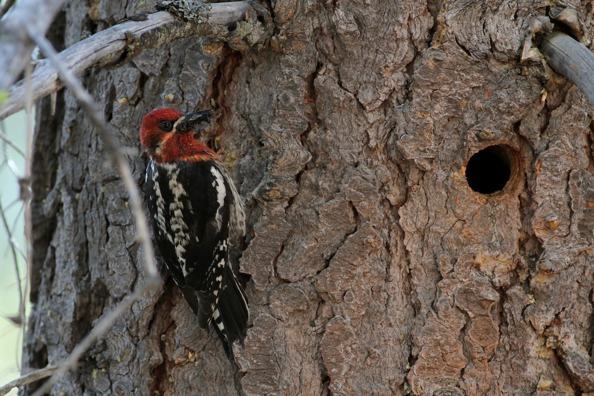 Red-breasted Sapsucker - ML22646511