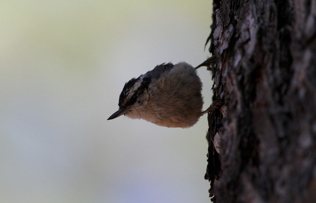 Red-breasted Nuthatch - ML22646571