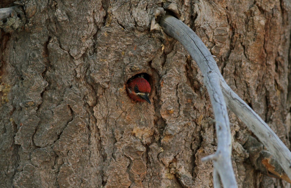 Red-breasted Sapsucker - ML22646661