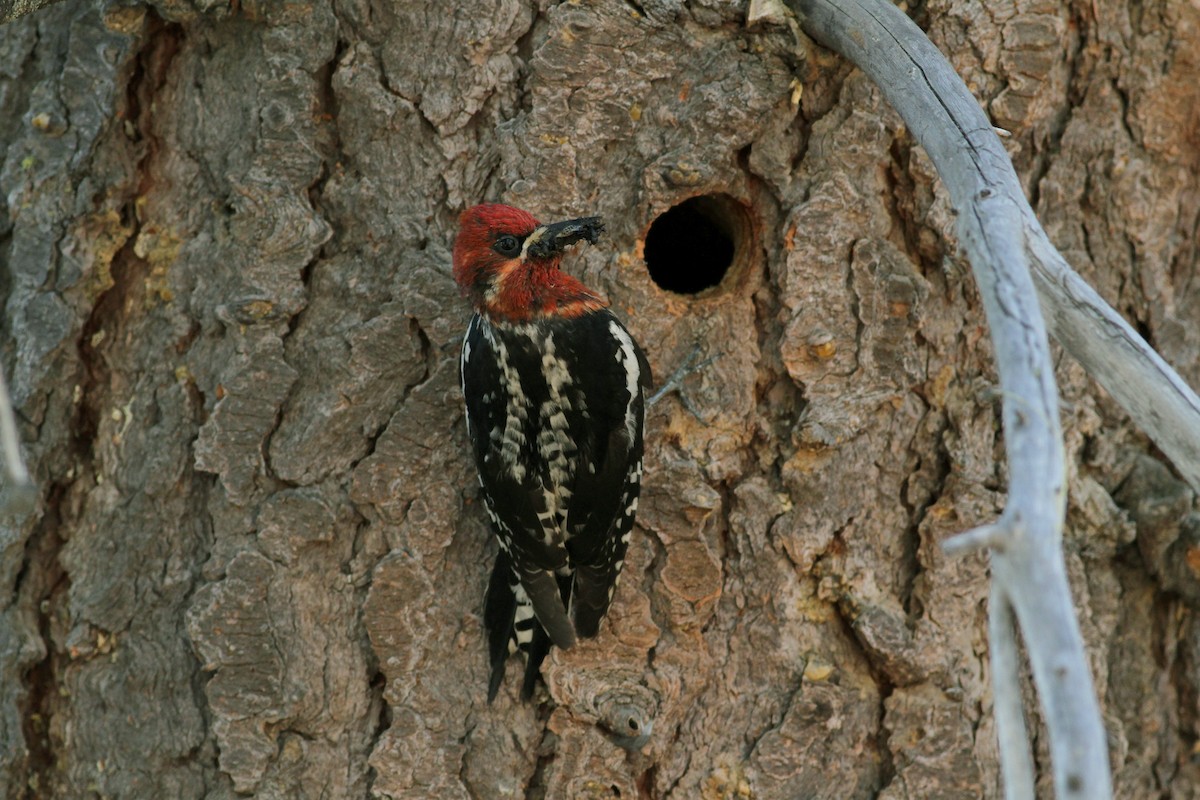 Red-breasted Sapsucker - ML22646691