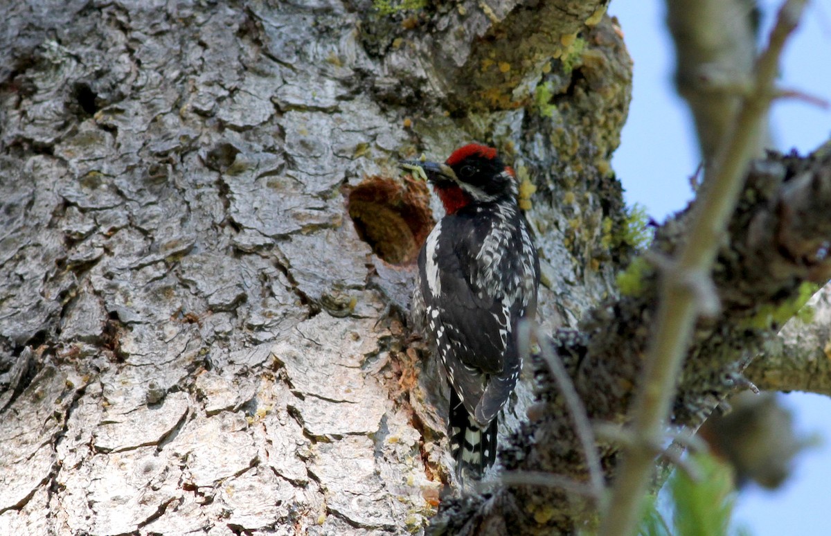 Red-naped x Red-breasted Sapsucker (hybrid) - ML22646711