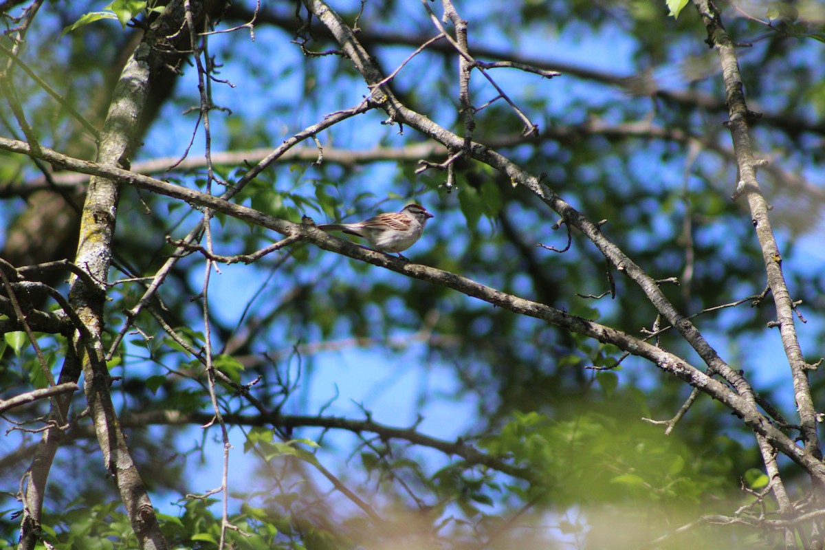 Chipping Sparrow - Knight Hawks