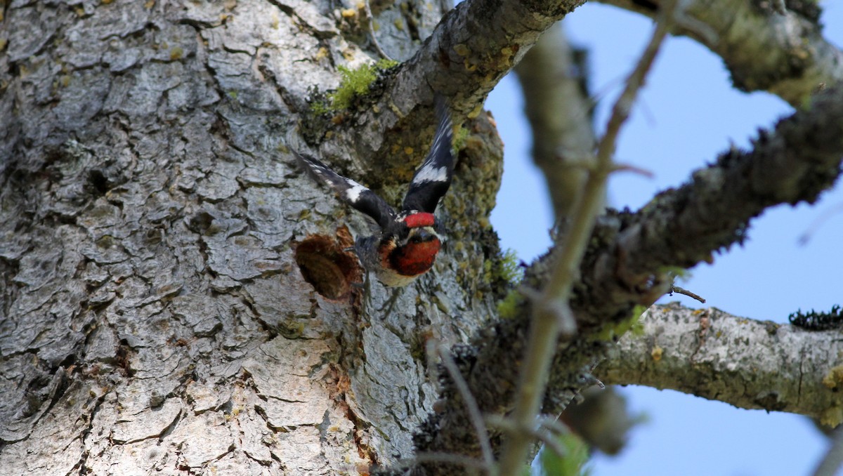 Red-naped x Red-breasted Sapsucker (hybrid) - ML22646821