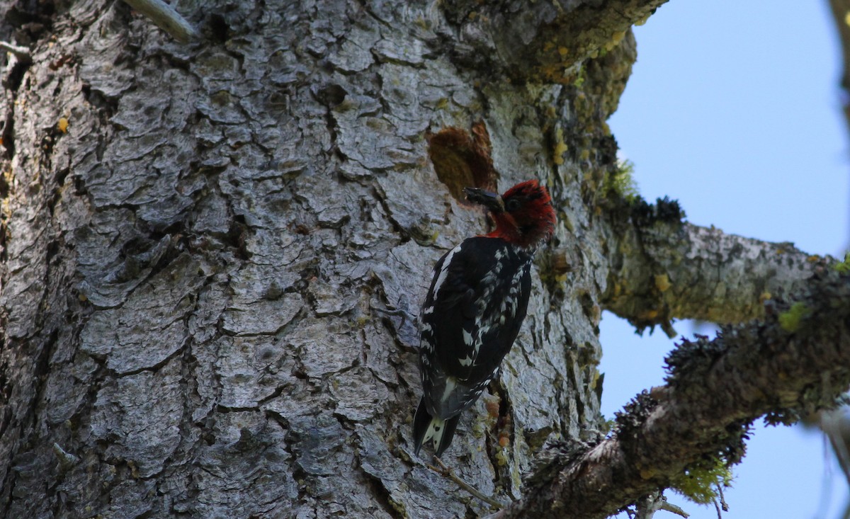 Red-breasted Sapsucker - ML22646951