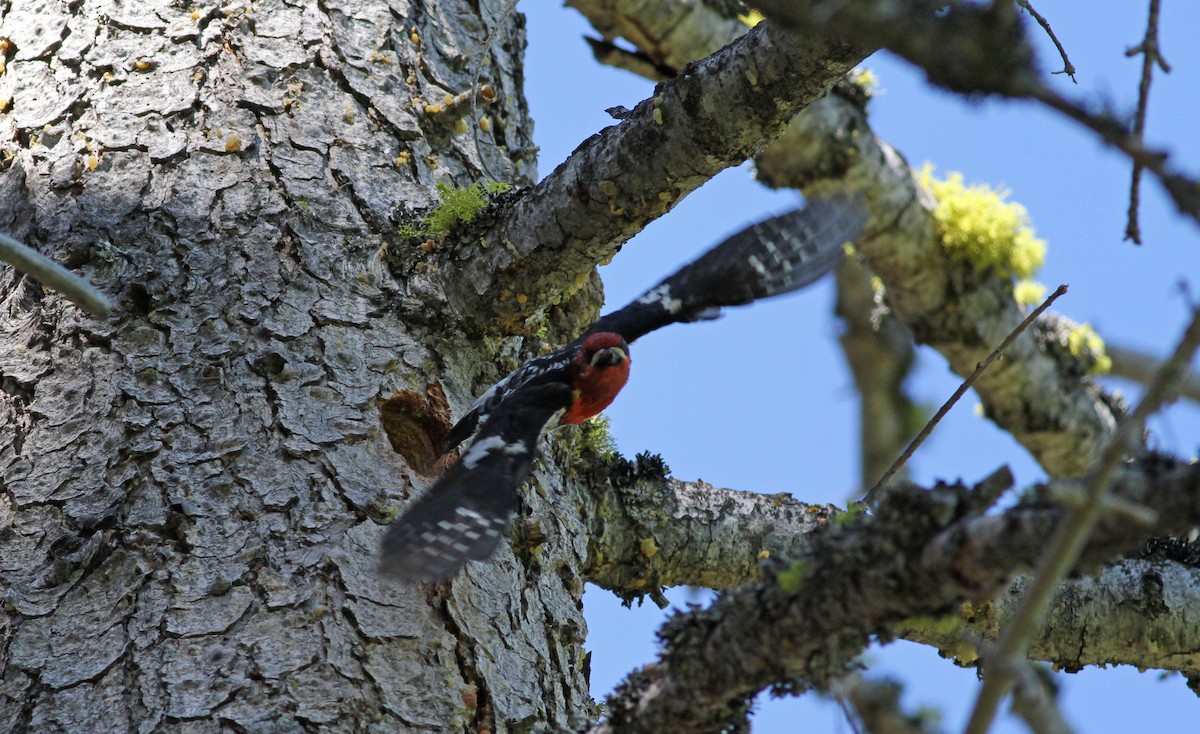 Red-breasted Sapsucker - ML22646971