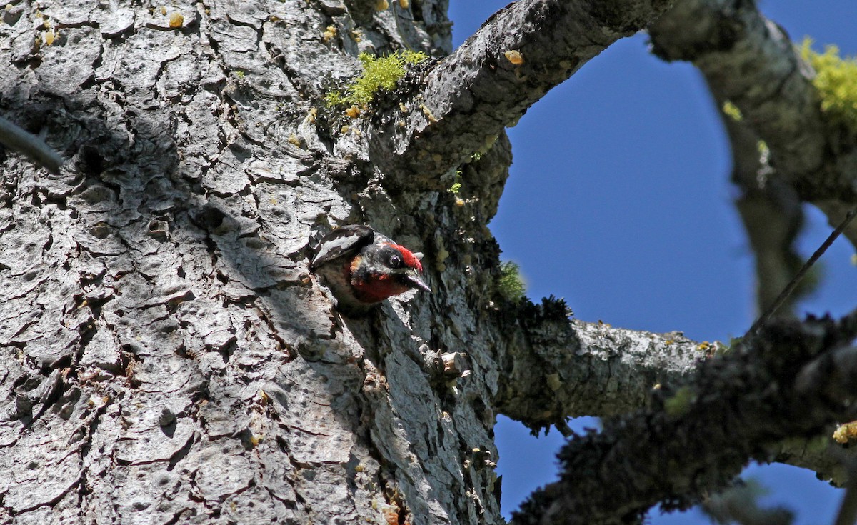 Red-naped x Red-breasted Sapsucker (hybrid) - ML22647001
