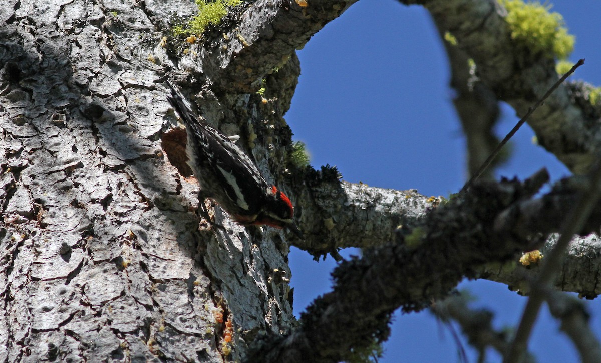 Red-naped x Red-breasted Sapsucker (hybrid) - ML22647021