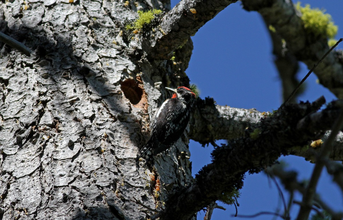 Red-naped x Red-breasted Sapsucker (hybrid) - Jay McGowan