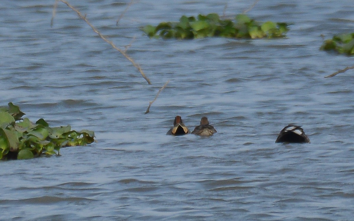 Green-winged Teal - ML226471361