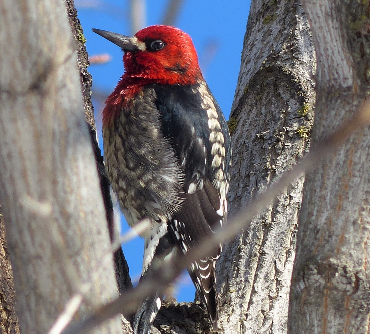Red-breasted Sapsucker - Mike Malmquist