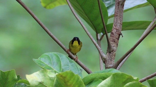 Olive-crowned Yellowthroat - ML226475151