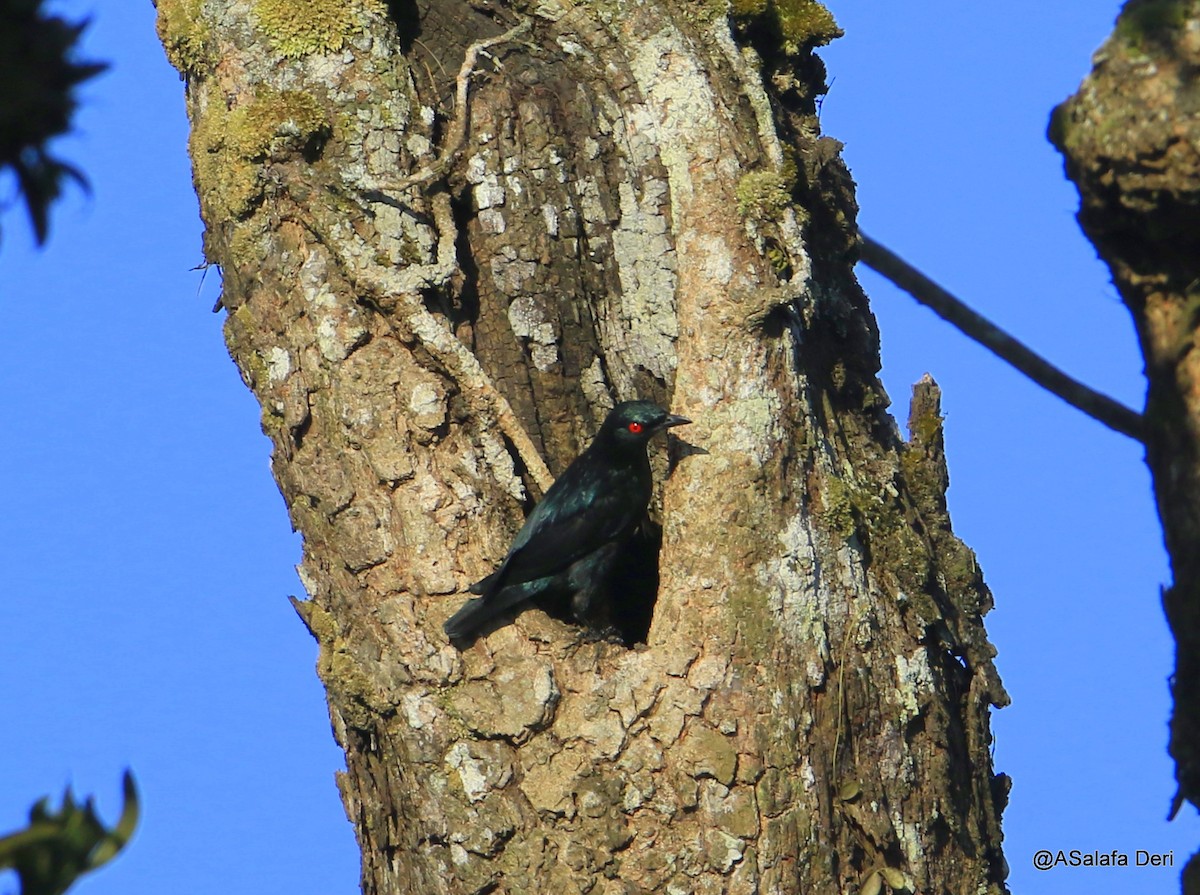 Short-tailed Starling - ML226475941