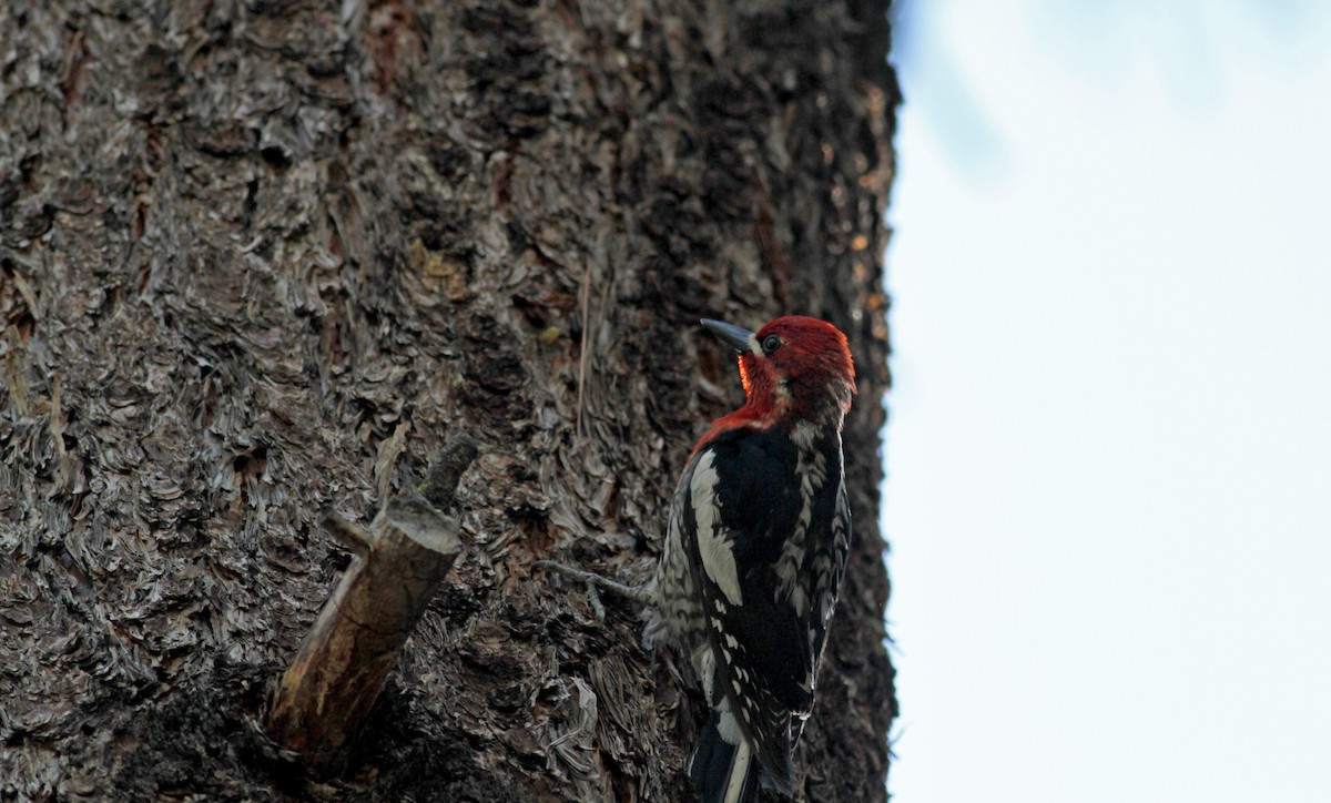 Red-breasted Sapsucker - ML22647891