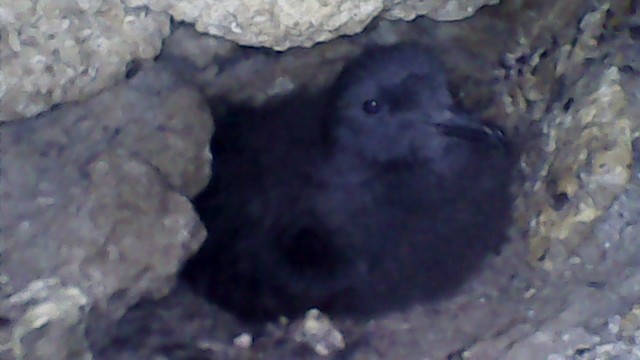 Bird at entrance to nesting cavity. - Markham's Storm-Petrel - 