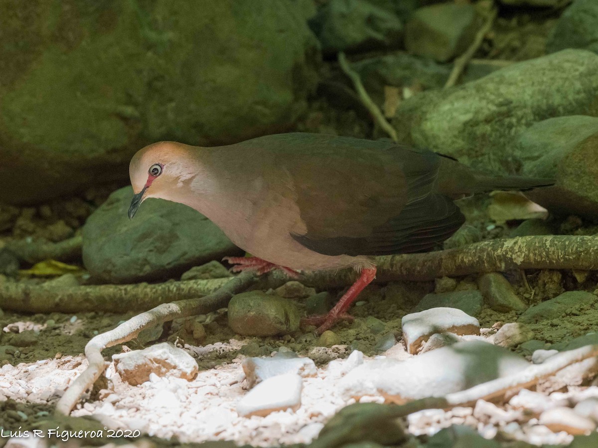Gray-chested Dove - ML226480611