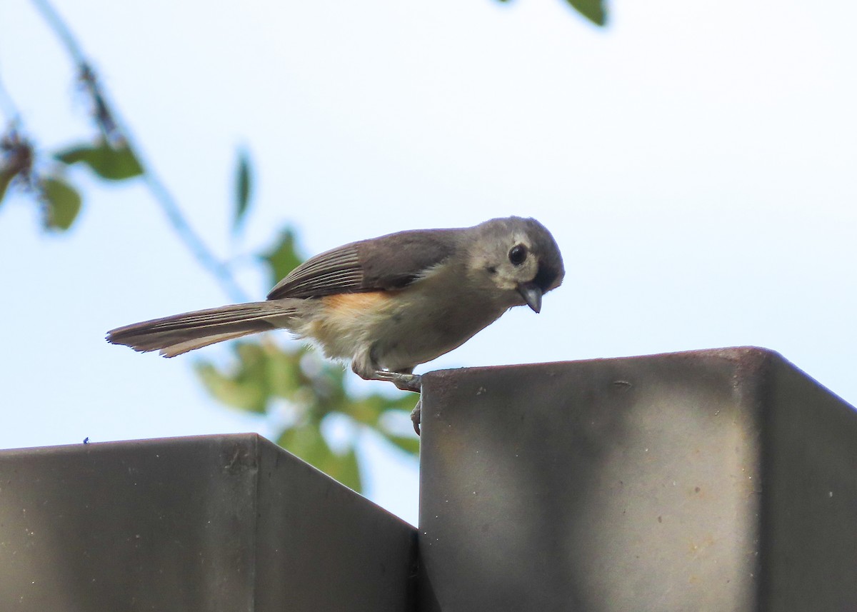 Tufted Titmouse - Betsy McCully
