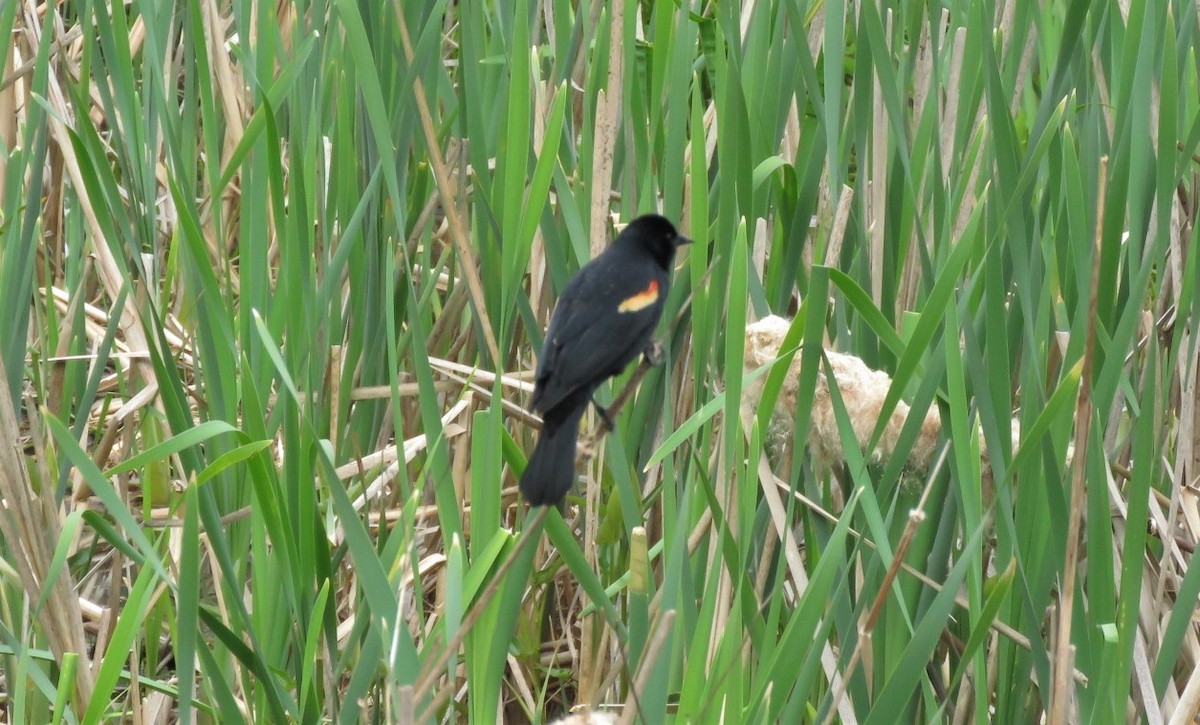 Red-winged Blackbird - ML226481361