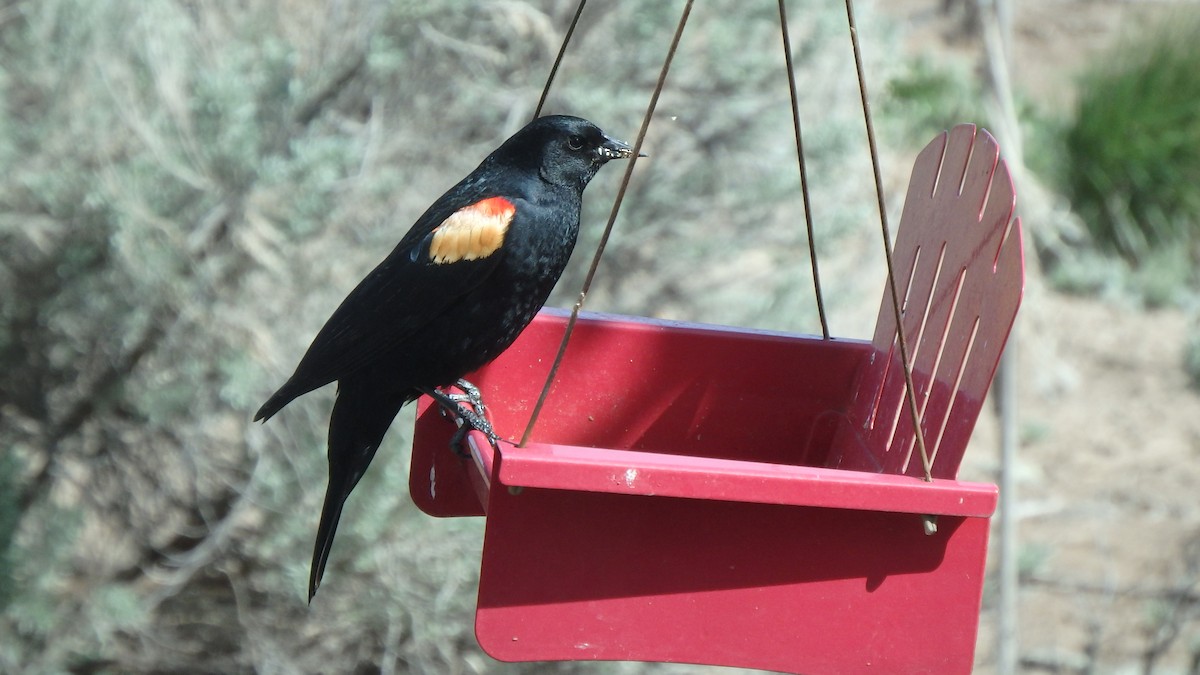 Red-winged Blackbird - ML226481451