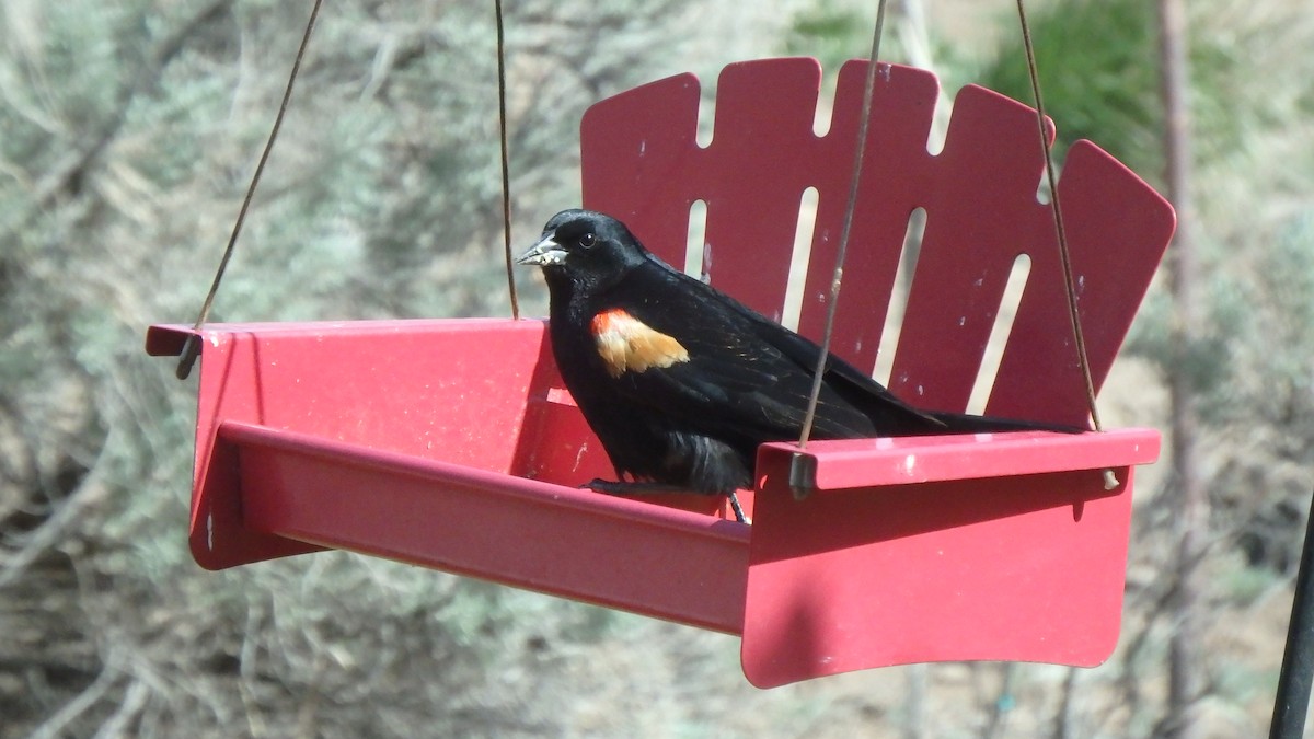 Red-winged Blackbird - ML226481491