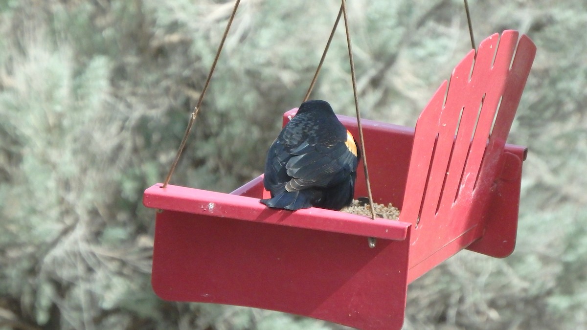 Red-winged Blackbird - ML226481541