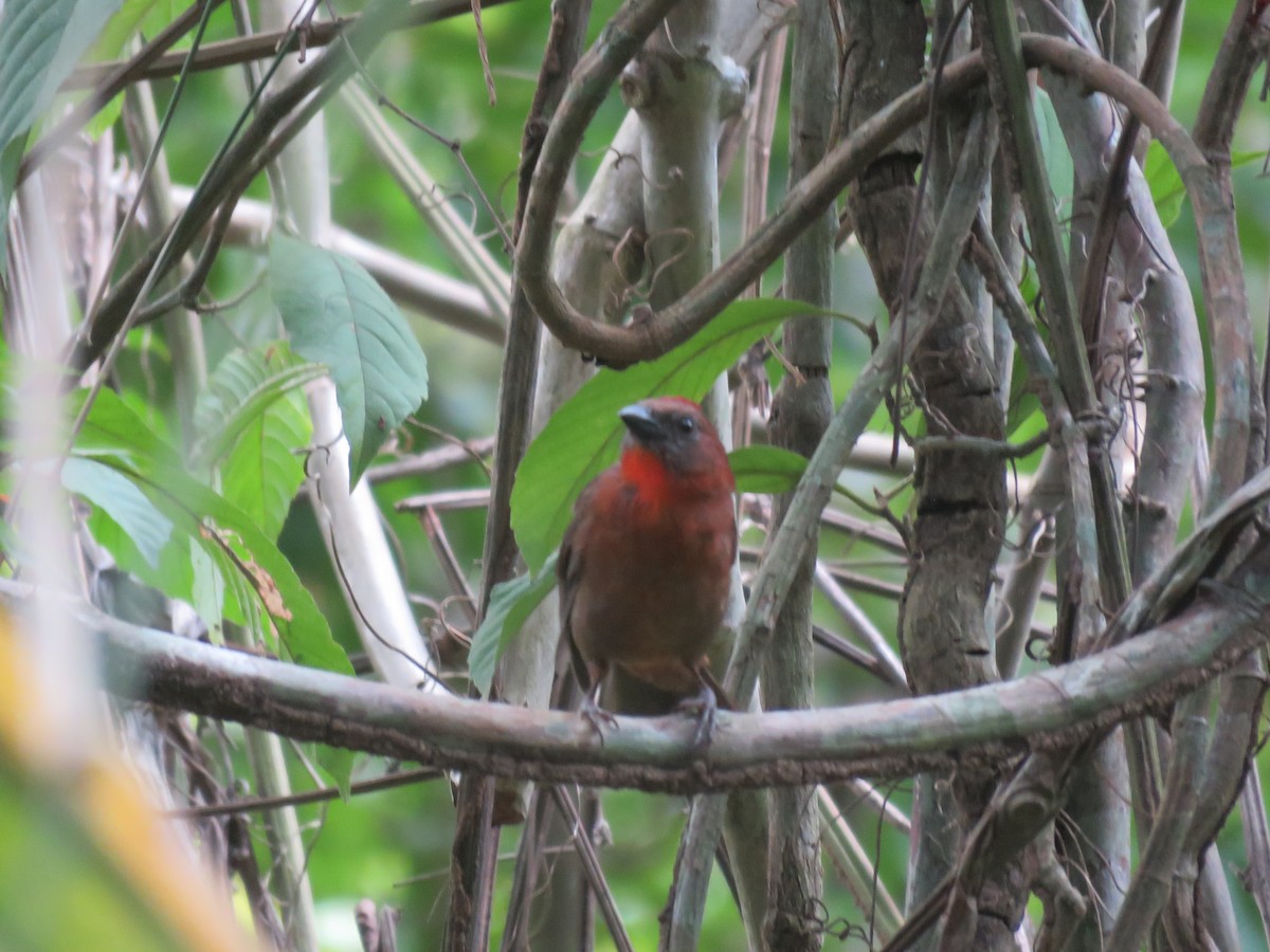 Red-throated Ant-Tanager - ML226481851