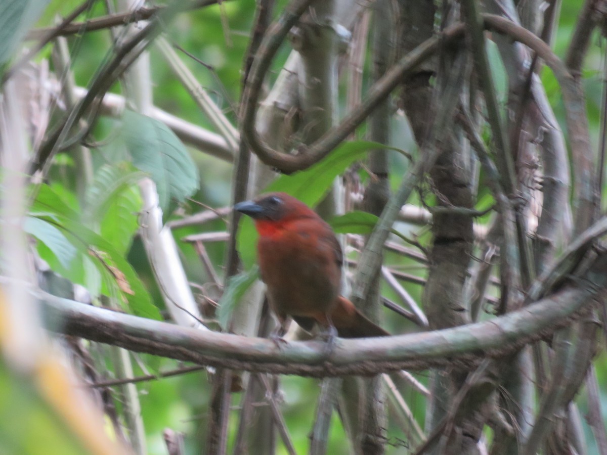 Red-throated Ant-Tanager - ML226482011