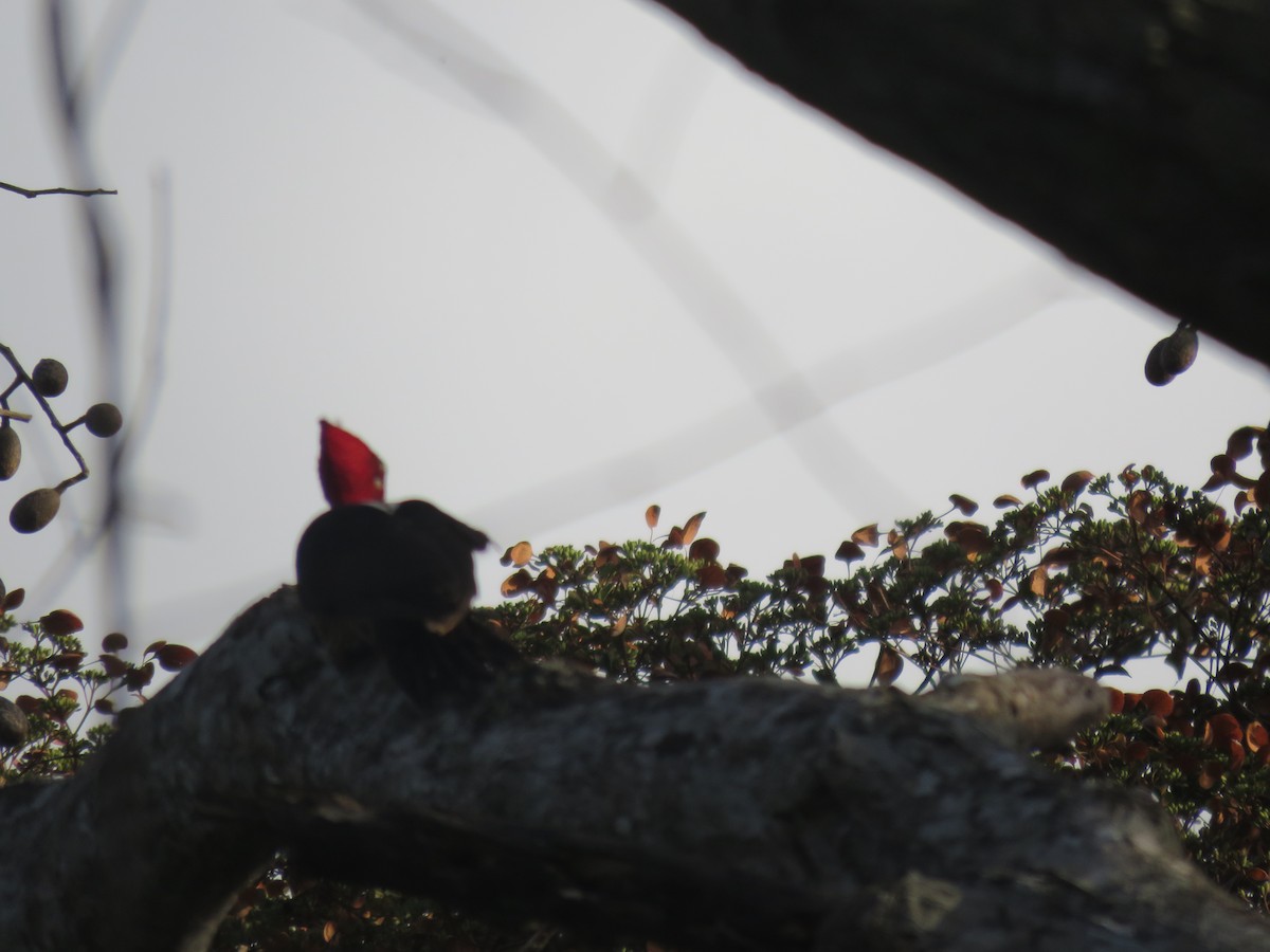 Crimson-crested Woodpecker - ML226482061