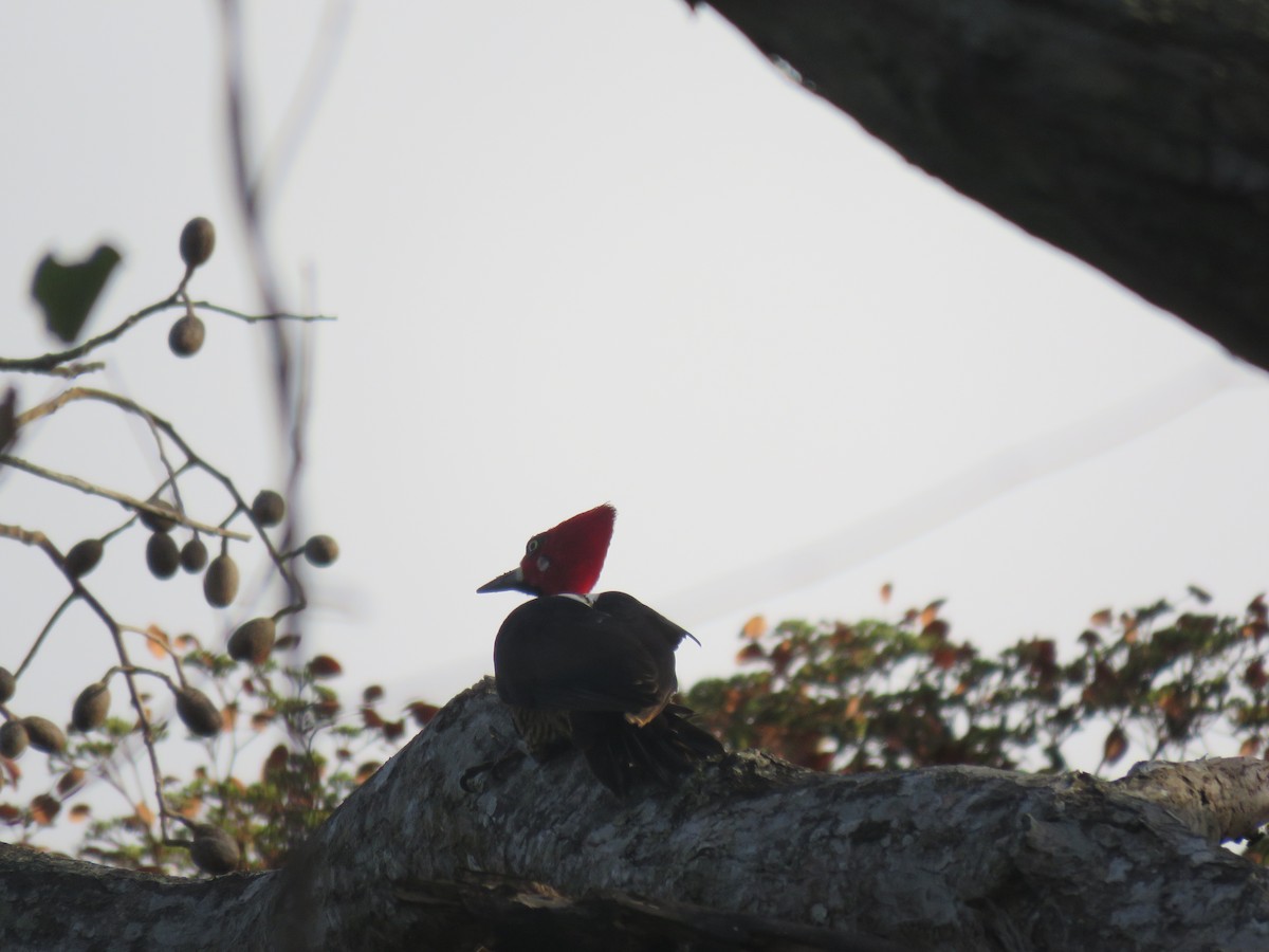 Crimson-crested Woodpecker - ML226482111