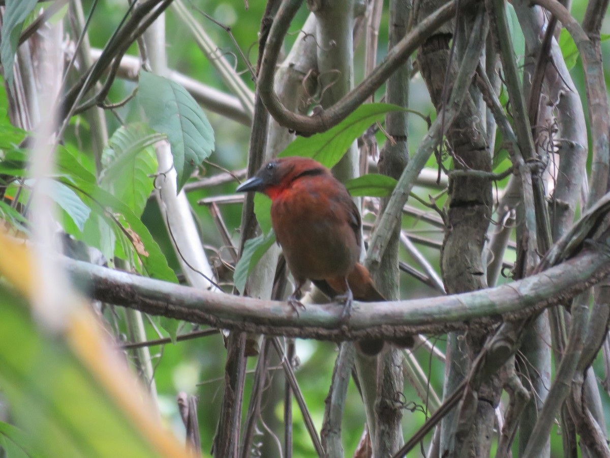 Red-throated Ant-Tanager - ML226482161
