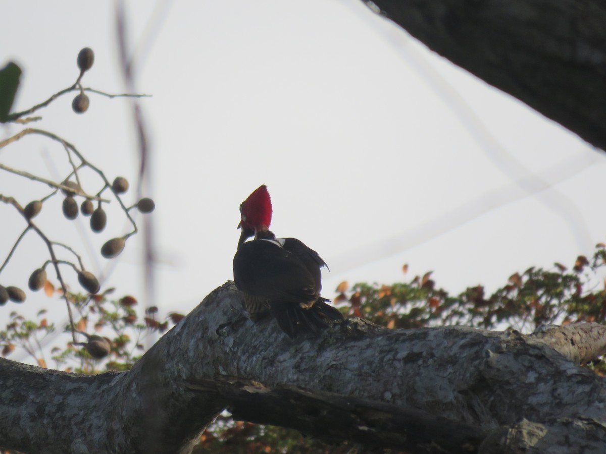 Crimson-crested Woodpecker - ML226482201