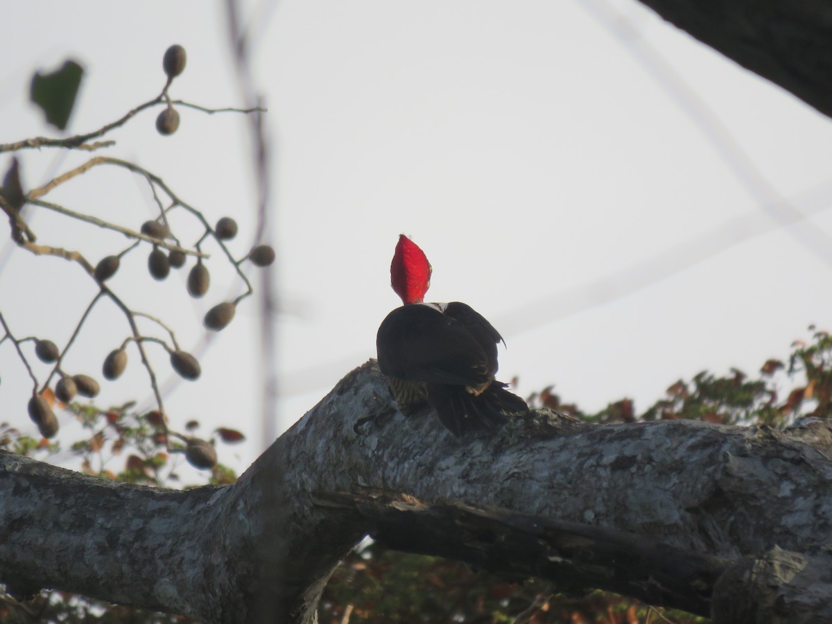 Crimson-crested Woodpecker - ML226482221
