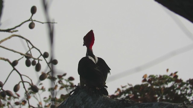 Crimson-crested Woodpecker - ML226484301