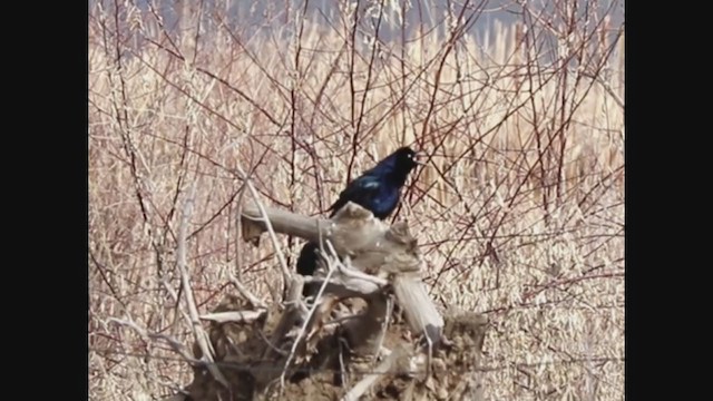 Great-tailed Grackle - ML226484631