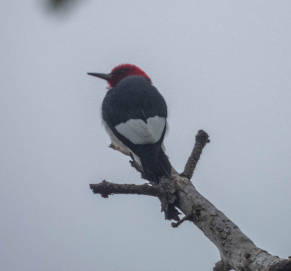 Red-headed Woodpecker - ML226485781