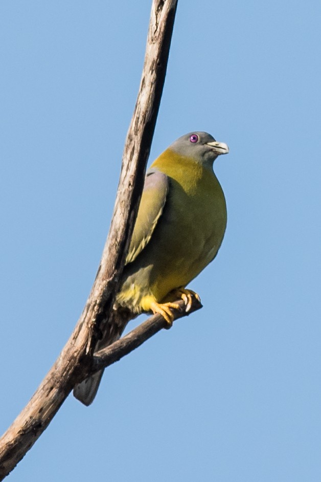 Yellow-footed Green-Pigeon - Emily Turteltaub Nelson