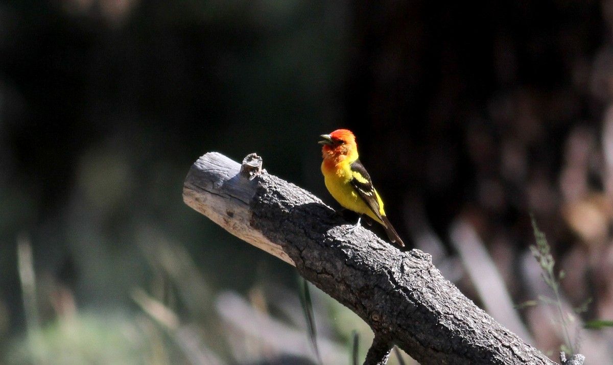 Western Tanager - ML22648611