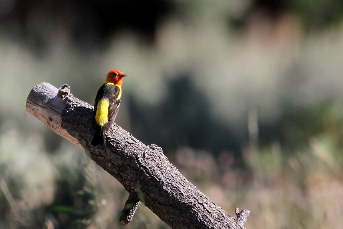 Western Tanager - ML22648631