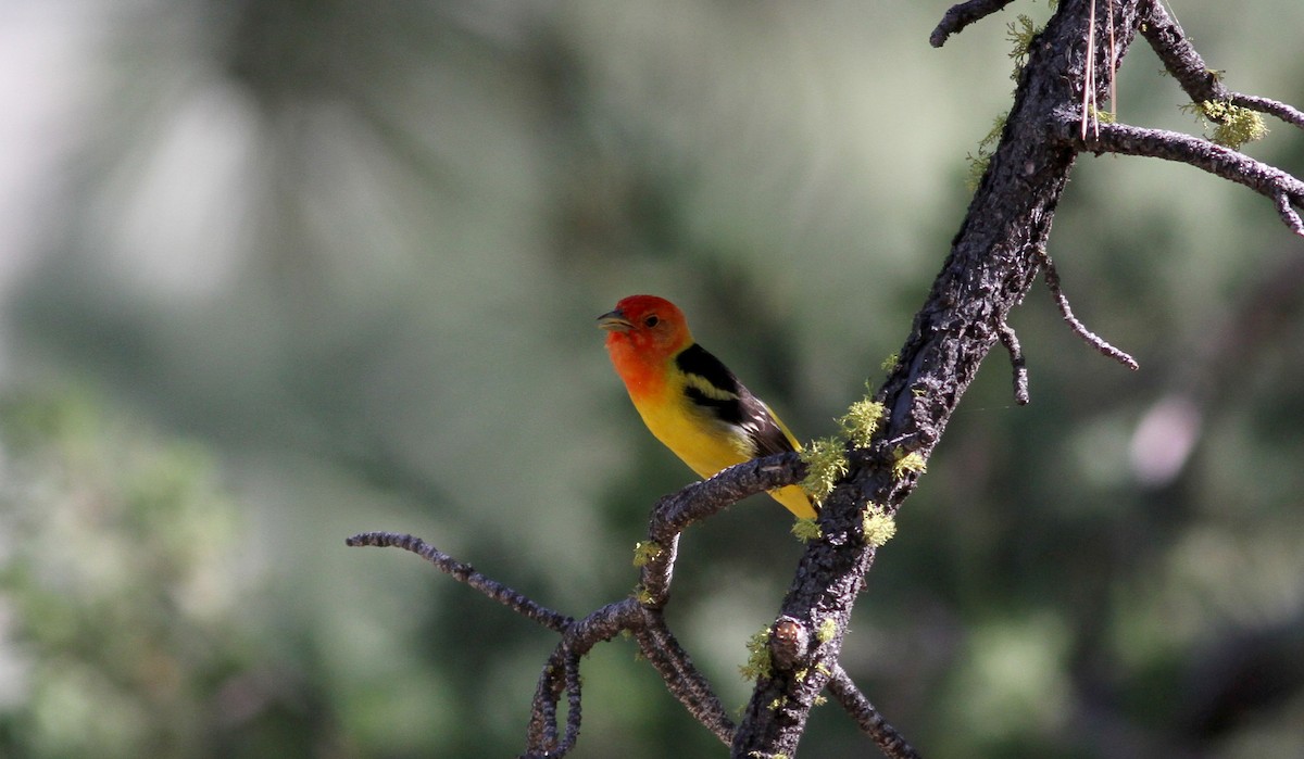 Western Tanager - ML22648641