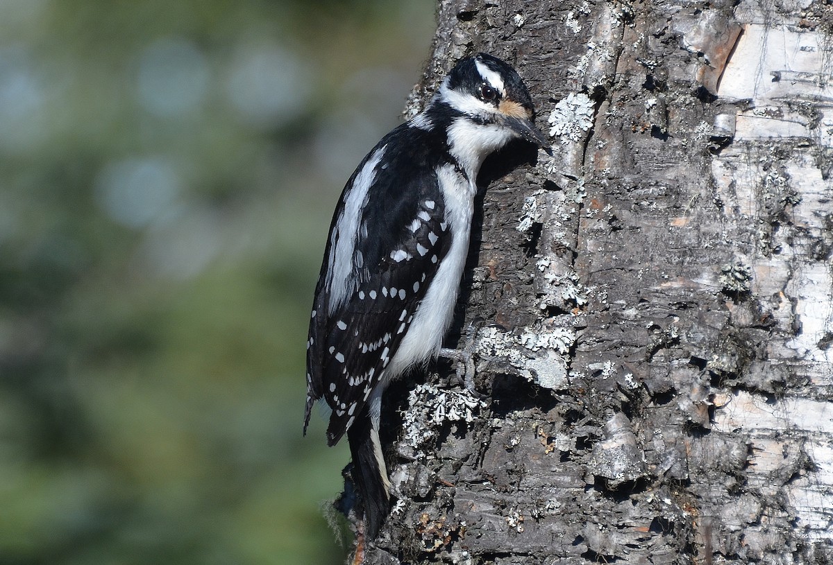 Hairy Woodpecker - Ron Furnish