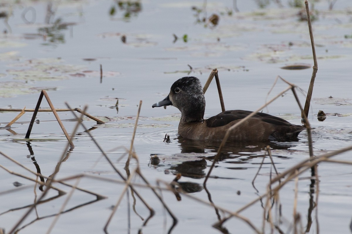 Ring-necked Duck - Chris Wood