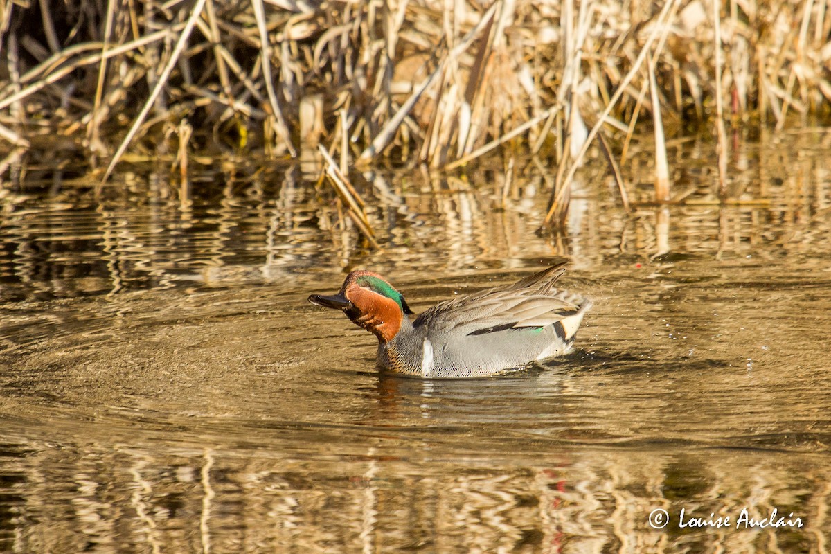 Green-winged Teal - ML226491861