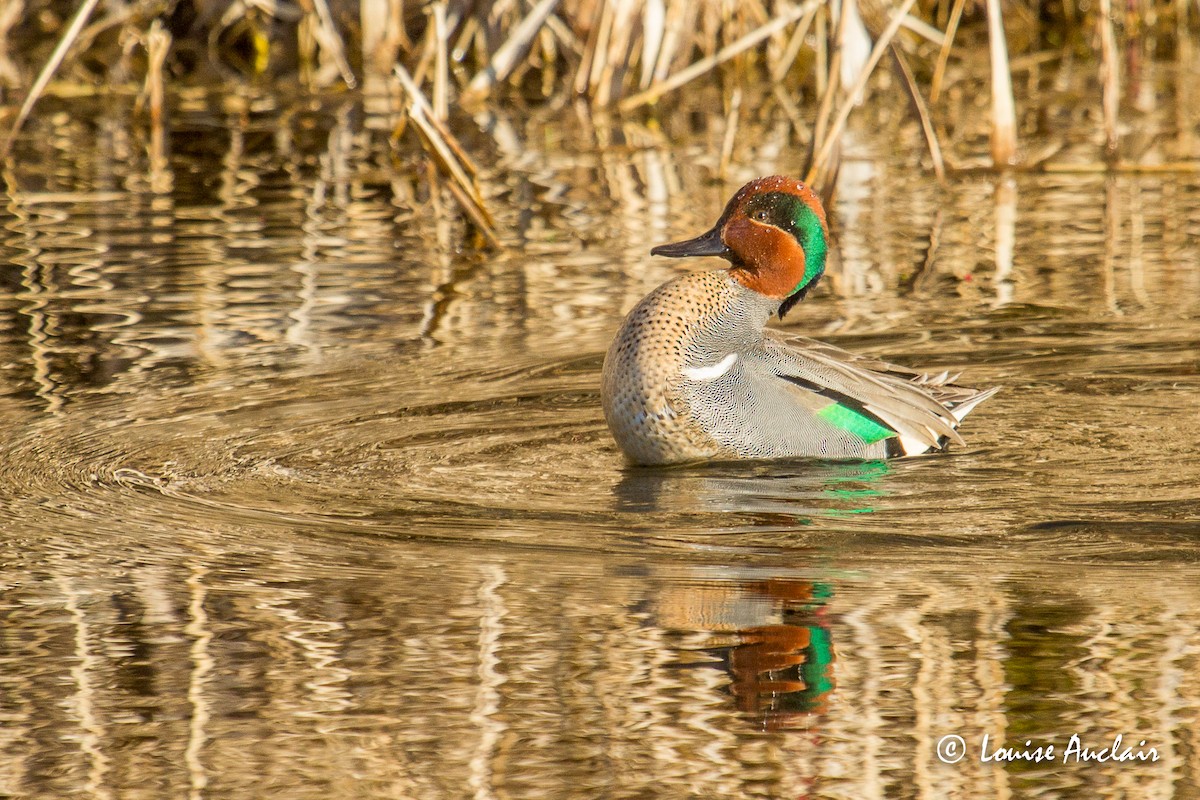 Green-winged Teal - ML226491871