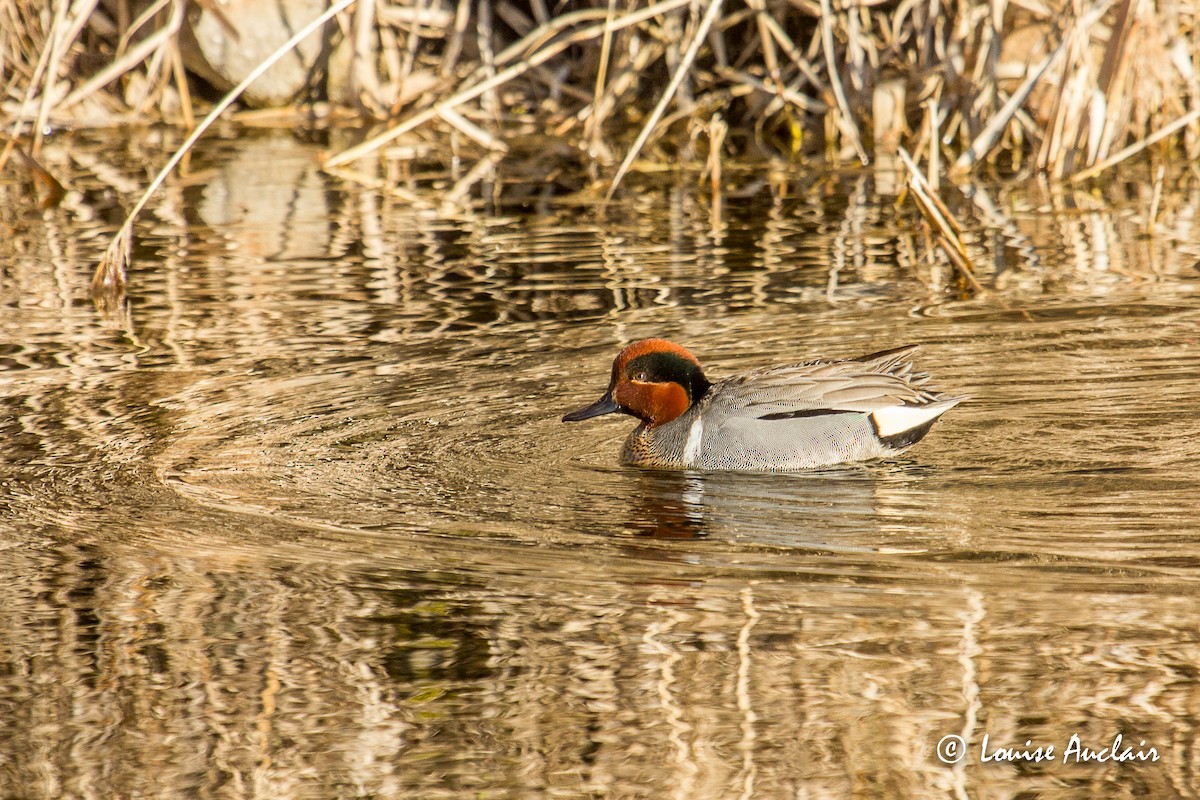 Green-winged Teal - ML226491891