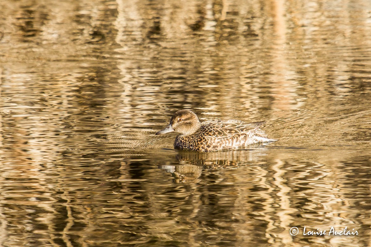 Green-winged Teal - ML226491901