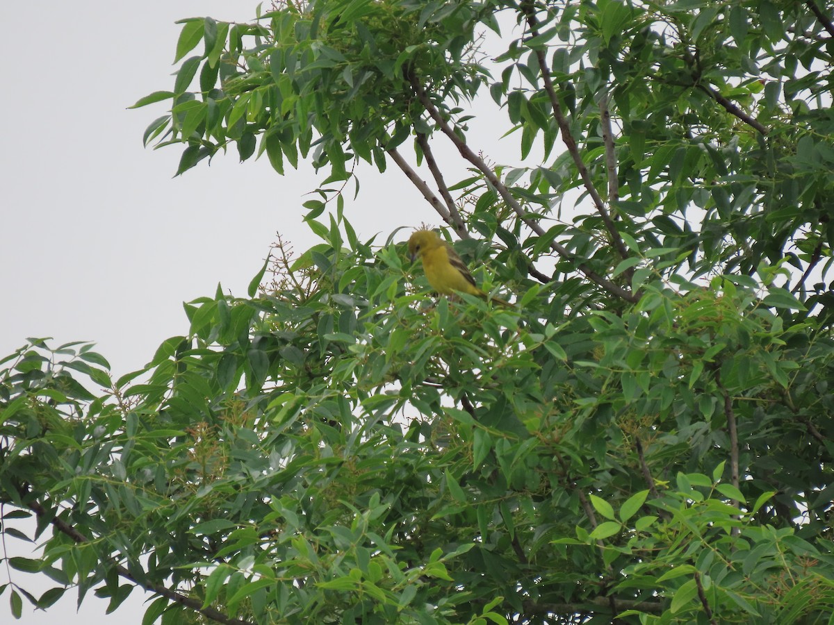 Orchard Oriole - ML226492031