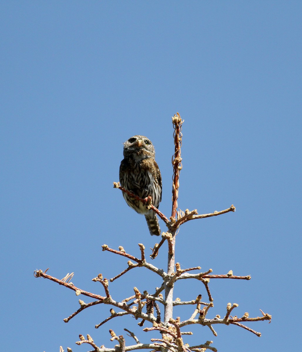 Northern Pygmy-Owl - ML22649351