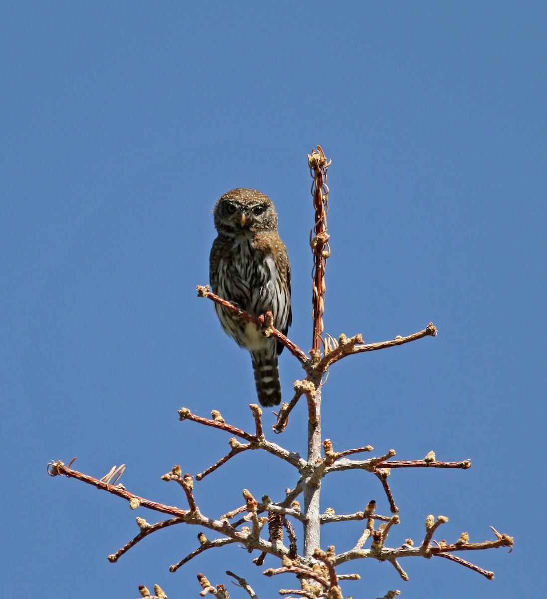 Northern Pygmy-Owl - Jay McGowan