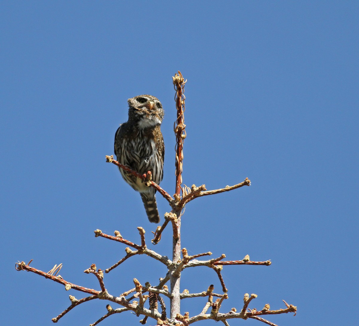 Northern Pygmy-Owl - ML22649371