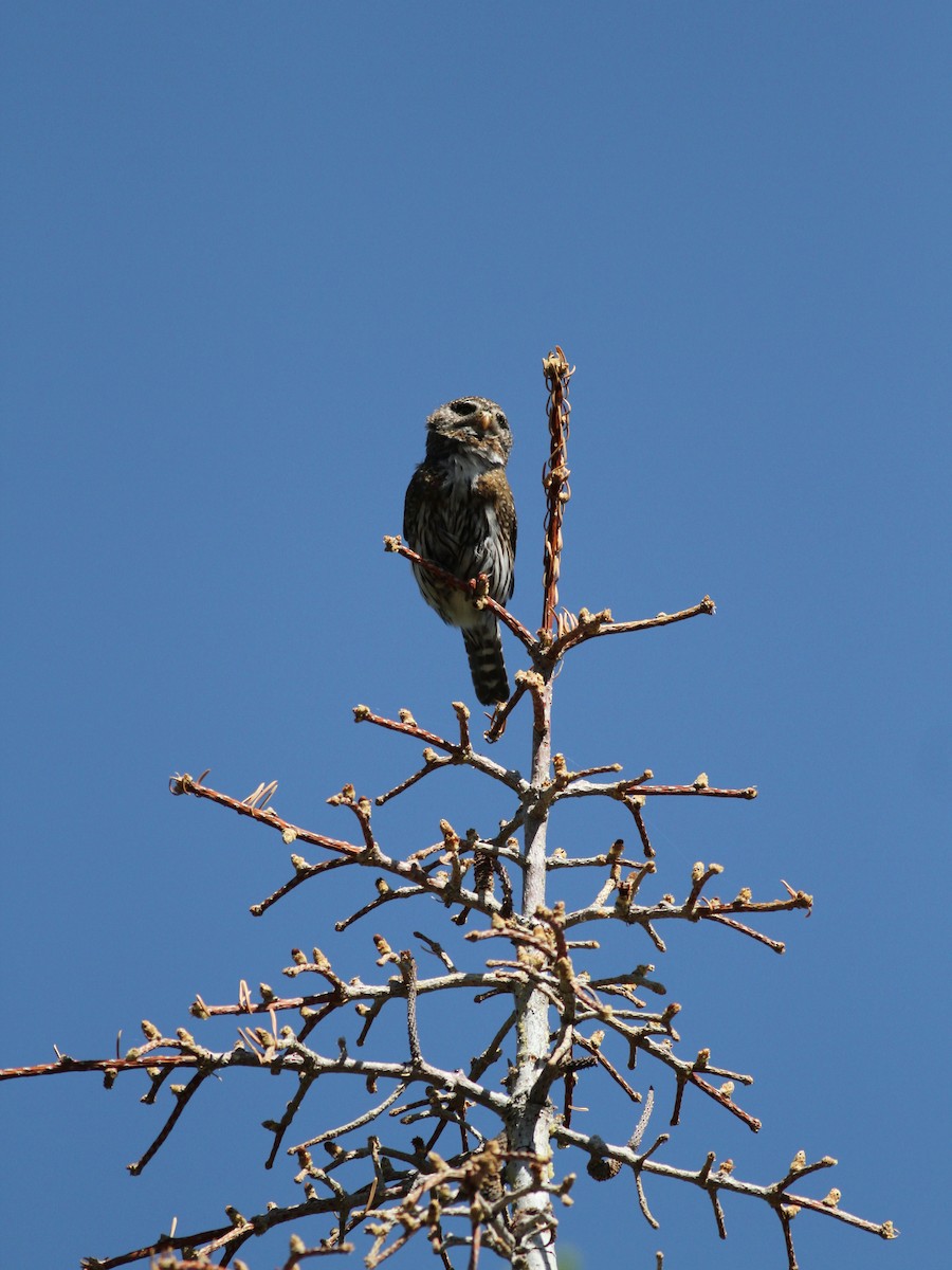 Northern Pygmy-Owl - ML22649501